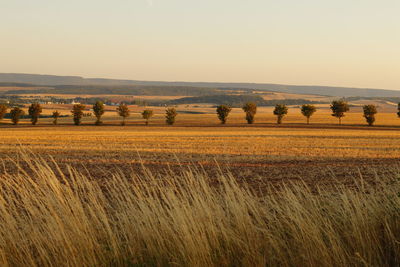 Scenic view of agricultural field against clear sky