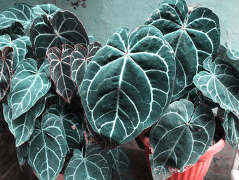 High angle view of potted plant