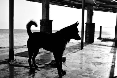 Side view of dog running on street