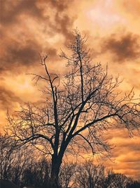 Low angle view of silhouette bare tree against orange sky