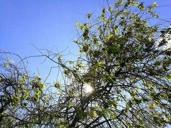 Low angle view of tree against clear sky