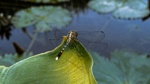 Close-up of dragonfly on leaf