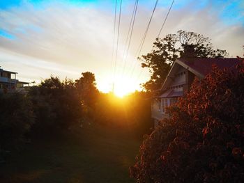 Sun shining through trees