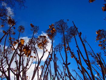 Low angle view of trees against clear blue sky