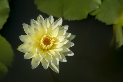 Close-up of white flower