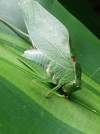 Close-up of green leaves on plant