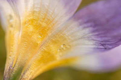 Close-up of wet purple flowering plant