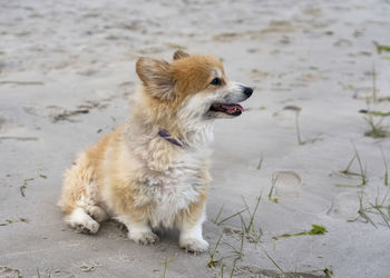 Dog sitting on the beach,profile view corgi chillin' on the beach