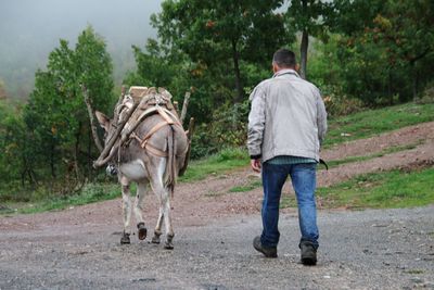 Rear view of man walking with donkey in the road