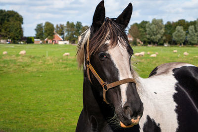 Close-up of a horse on field