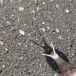 Close-up high angle view of snail