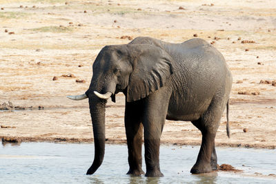 View of elephant drinking water