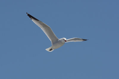 Low angle view of seagull flying