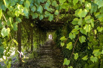 Rear view of plants amidst trees