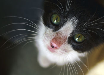 Close-up portrait of cat