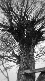 Low angle view of bare tree