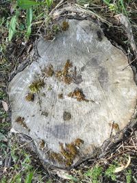 Close-up of tree stump in forest