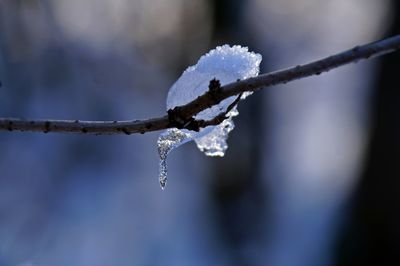 Close-up of frozen tree during winter