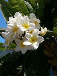 Close-up of white flowering plant