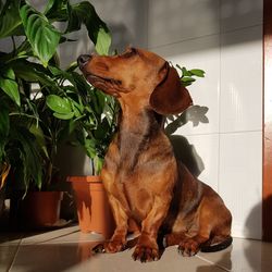 Dog looking away while sitting on floor at home