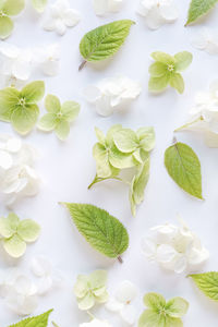 Full frame shot of seashells on white background