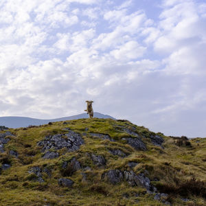 Golden retriever posing in the snowdonia national park in north wales uk