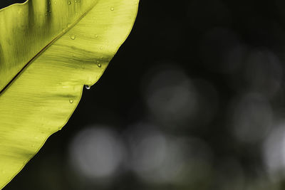Close-up of yellow flower