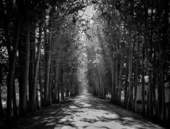 Empty road along trees in forest