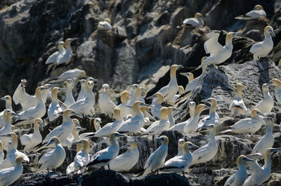 High angle view of penguins on rocks