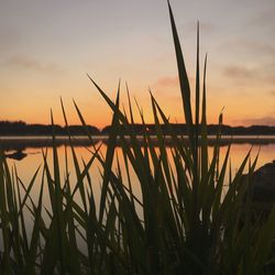 Scenic view of lake at sunset