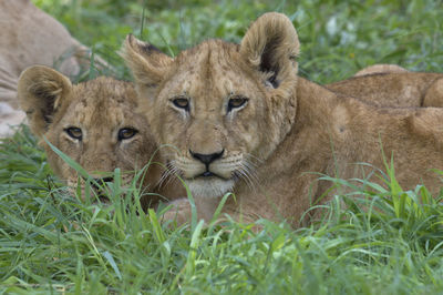 Portrait of cats on grass