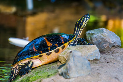 Close-up of turtle on rock