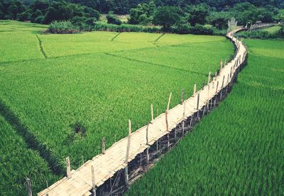 High angle view of agricultural field