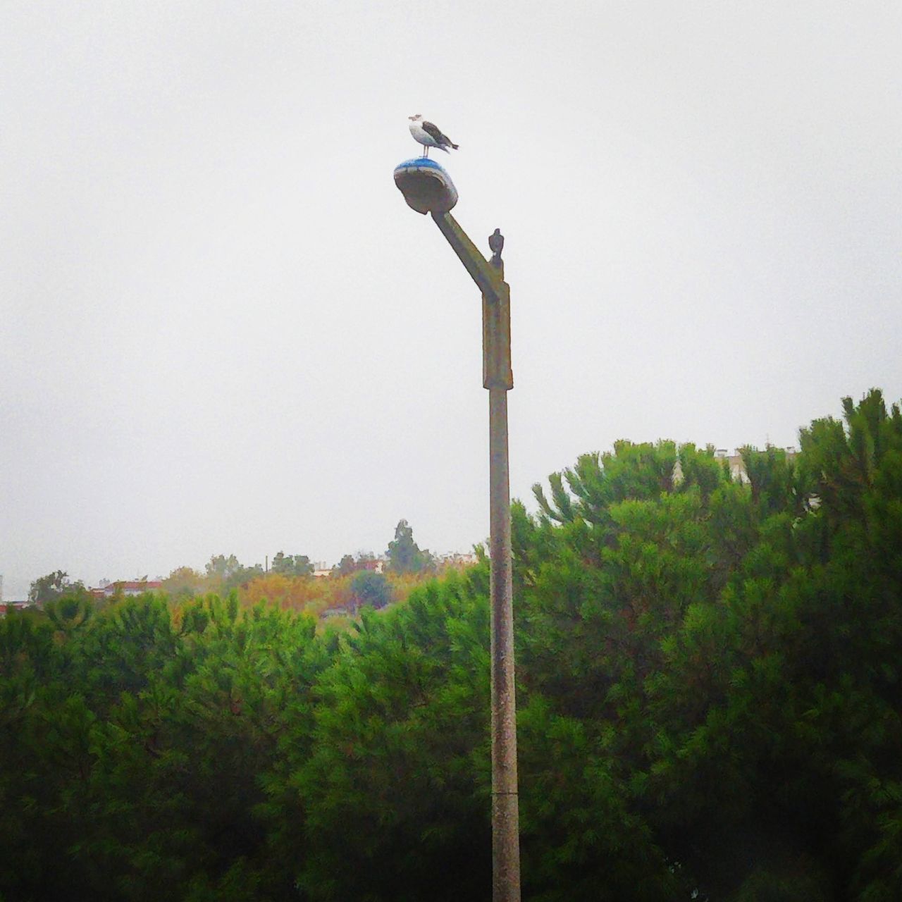 LOW ANGLE VIEW OF BIRD PERCHING ON POLE