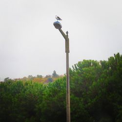 Low angle view of bird perching on pole against clear sky