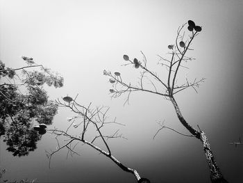 Low angle view of bare tree