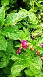 Close-up of flowers blooming outdoors