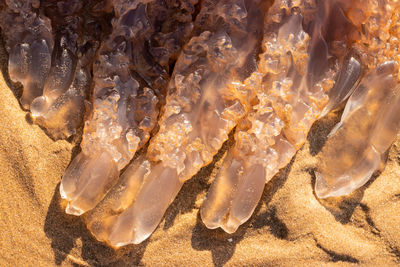 Close-up of jellyfish on rock in sea