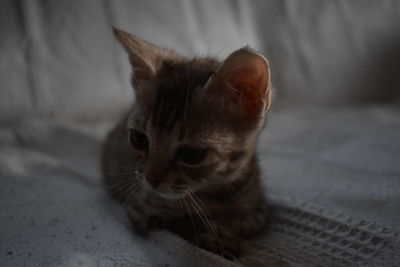 Close-up of a cat