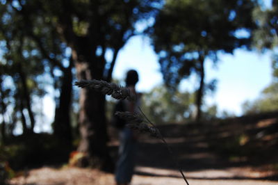 Low angle view of bird flying in forest