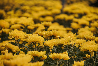 Close-up of yellow flowering plants on field