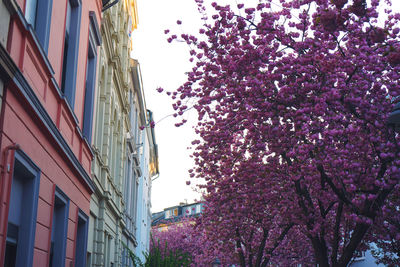 Low angle view of cherry blossoms against buildings