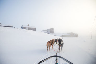 A beautiful husky dog team pulling a sled in beautiful norway morning scenery. 