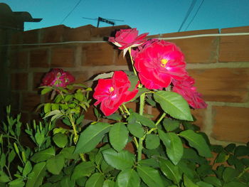 Close-up of pink flowers blooming outdoors