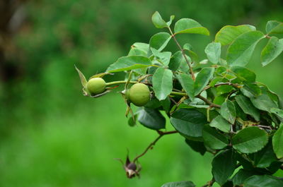 Close-up of berries growing on tree