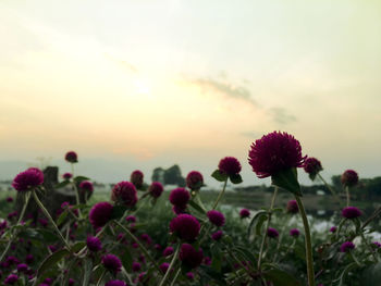 Close-up of red flowering plant on field against sky