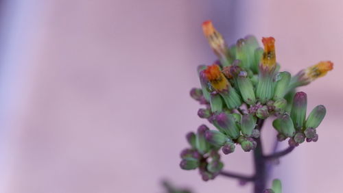 Close-up of purple flowering plant