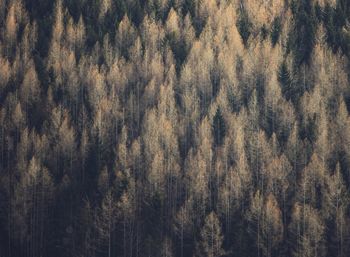 Full frame shot of pine trees in forest during winter