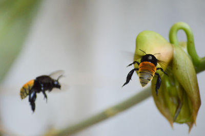 Close-up of bees flying by flower bud