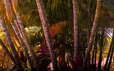 Close-up of palm trees in forest